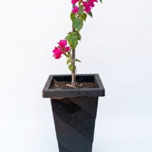 VERANERAS O BUGANVILIAS