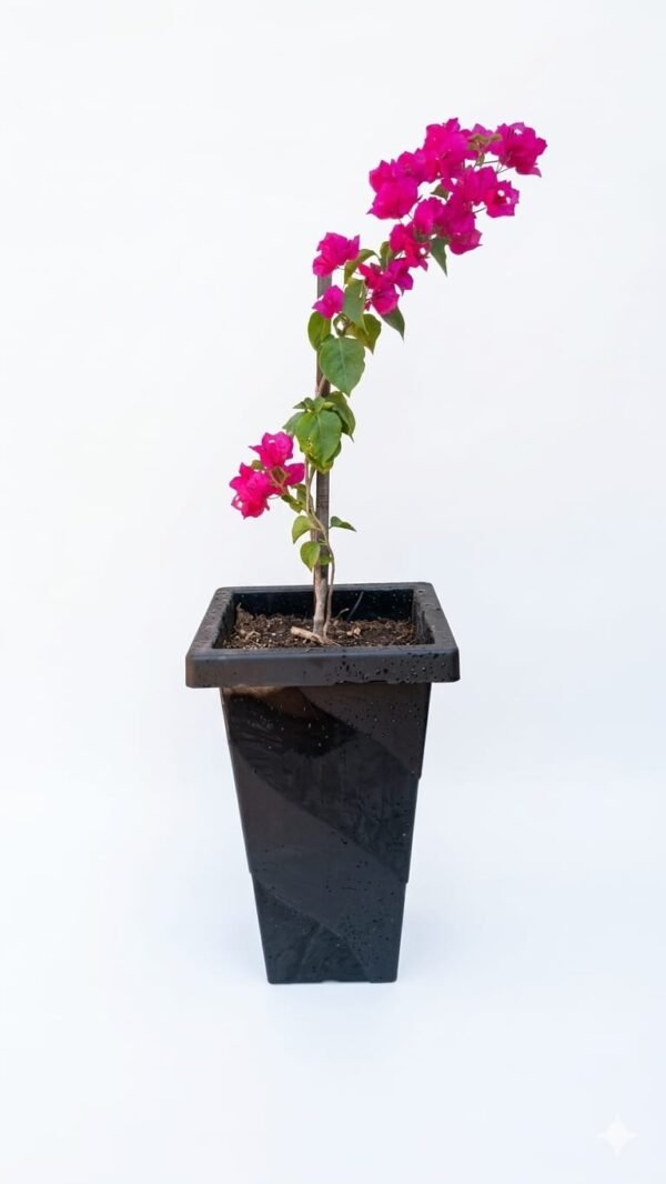 WhatsApp Image 2026-04-04 at 6.37.14 PM VERANERAS O BUGANVILIAS