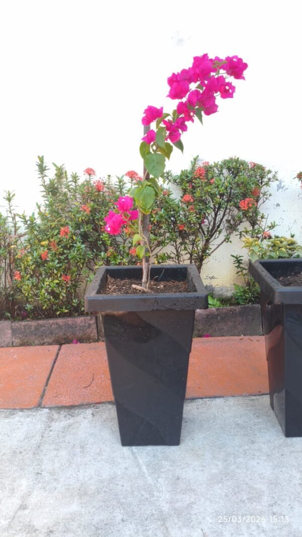 WhatsApp Image 2026-04-04 at 6.39.21 PM VERANERAS O BUGANVILIAS